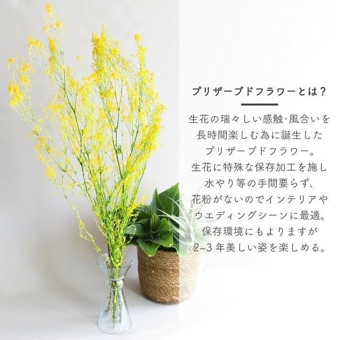 ドライフラワー プリザーブドフラワー スーパーソフトミニカスミ草