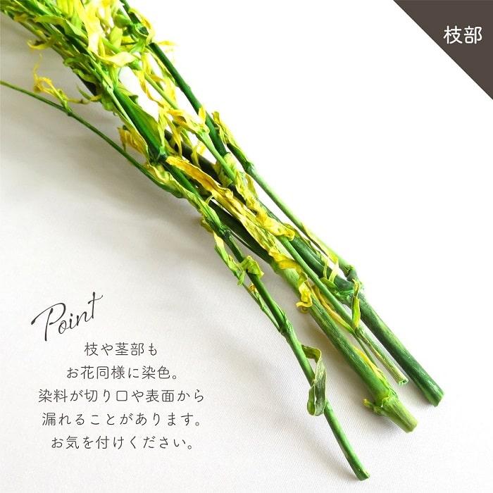 ドライフラワー プリザーブドフラワー スーパーソフトミニカスミ草