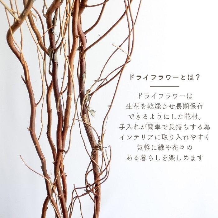 ドライフラワー 雲竜柳 うんりゅう柳 N皮付き 5本入り 無着色 枝もの