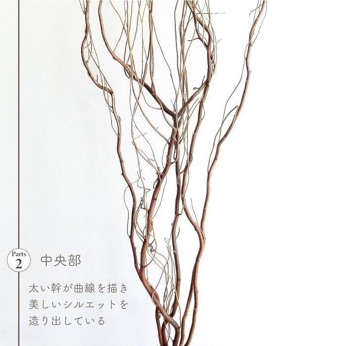 ドライフラワー 雲竜柳 うんりゅう柳 N皮付き 5本入り 無着色 枝もの