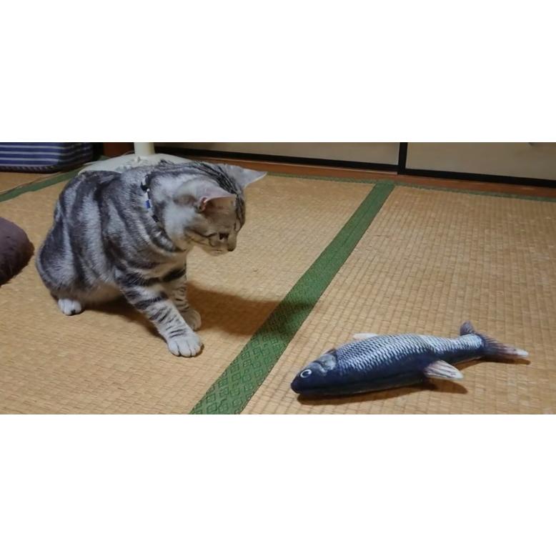 貝沼産業 猫用ダンシングフィッシュ ウグイ Dancing Fish AS60｜wanpaku｜04