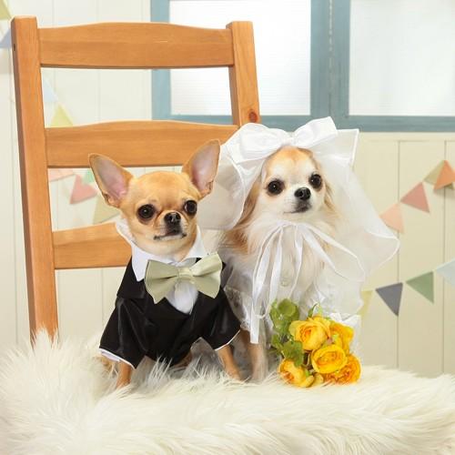 【送料無料】結婚式や記念日に愛犬のためのベール付きウェディングドレス☆ |  | 03