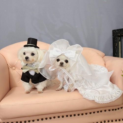【送料無料】結婚式や記念日に愛犬のためのベール付きウェディングドレス☆ |  | 04