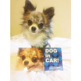 うちのコ乗ってますステッカーセット（2枚セット） |  | 02