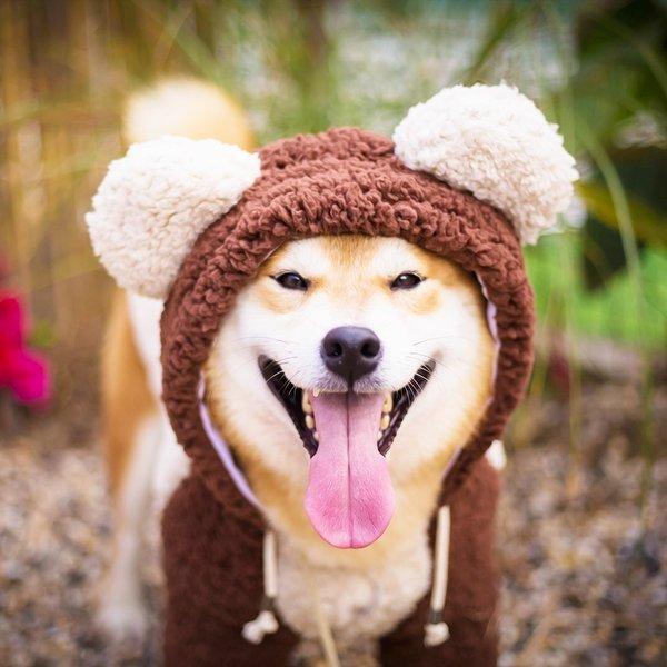 犬 服 秋冬 ロンパース つなぎ 防寒 暖か ハロウィン 大型犬 中型犬 超大型犬 キューティーベア 送料無料 Hpth70 わんわん Square Garden 通販 Yahoo ショッピング