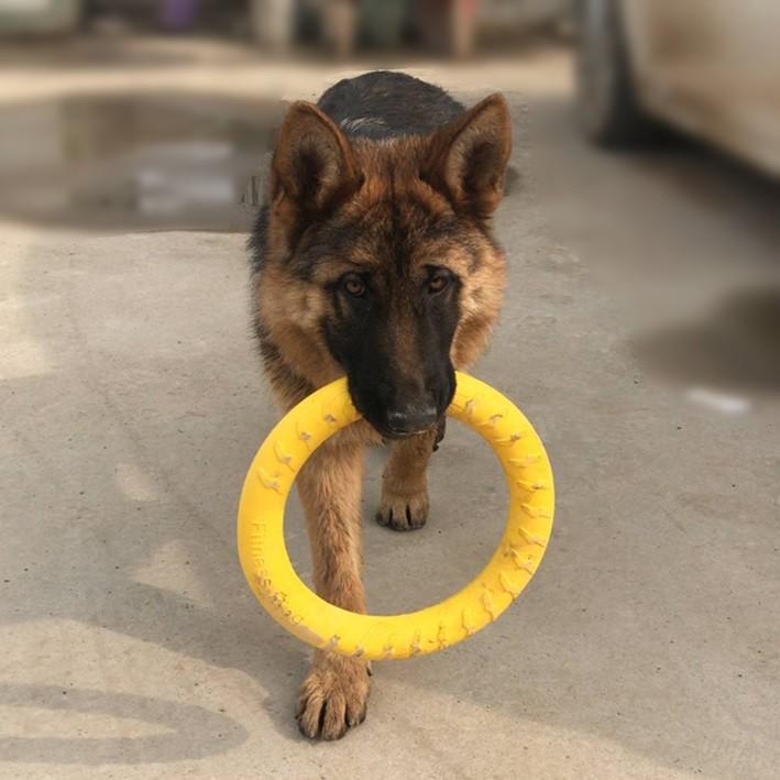 犬 おもちゃ リング フリスビー 投げる 引っ張る フライングディスク 輪ドーナツ型 丈夫で長持ち トレーニング玩具 直径28cm 1個 Omr わんわん Square Garden 通販 Yahoo ショッピング