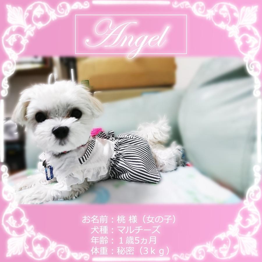 犬 服 ワンピース 小型犬 スカート ボーダー シフォン リボン ドッグウェア 可愛い おしゃれ 春 夏 秋用 チェック Pty A197 わんわん Square Garden 通販 Yahoo ショッピング