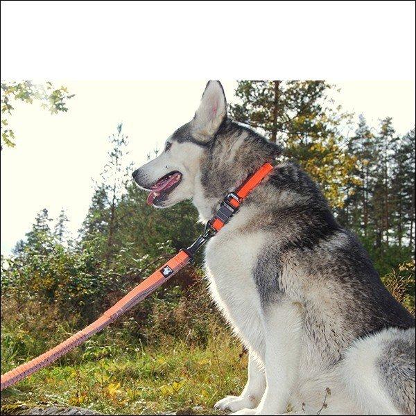 特別価格 犬 リード 犬用 伸縮リード ロングリード ハンドル付き 大型犬 中型犬 小型犬 トレーニング 犬のリード のび るリード Discoversvg Com