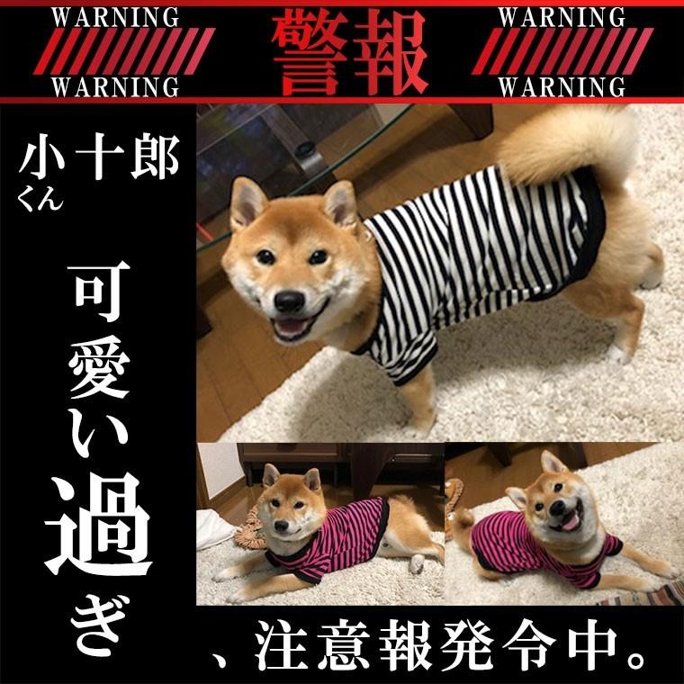 犬 服 ボーダー Tシャツ春 夏 秋 小型犬 中型犬 コーギー チワワ トイプードル ダックス フレブル 柴犬 パグ かわいい 犬の服 ストライプ ブラック Wtp 01 わんわん Square Garden 通販 Yahoo ショッピング