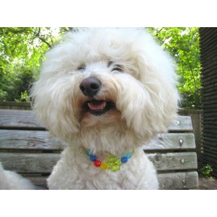 犬のアクセサリー【キャンディネックレス_クローバー】ペット用