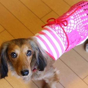 SALE!８０%OFF/犬のワンショルダードレス【Pink lace dress】犬のドレス/犬の洋服/犬服｜wanwan3dogs