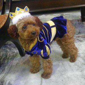 犬のコスチューム【Prince Dog】 ペット用コスチューム/ハロウィン仮装