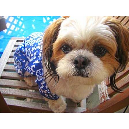 SALE50%OFF【Puppine掲載】犬のアロハシャツ【Blue ハワイアン】シャツとパンツのサマーセット♪犬服/犬の洋服/ペット服/夏｜wanwan3dogs｜02