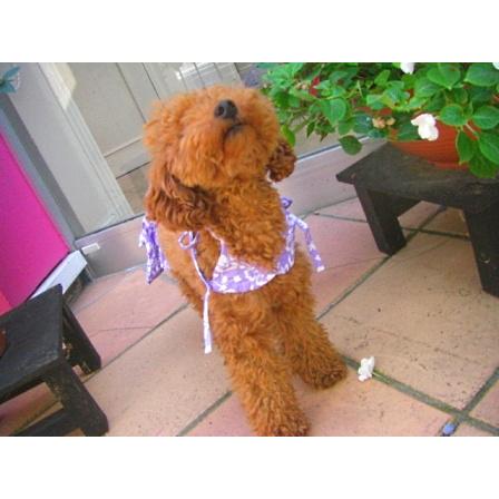 Sale50 Off プードルスタイル掲載 Puppine掲載 犬のビキニトップ パンツセット Lavendar 犬 水着 ペット用水着 夏 Sm002 犬洋服のお店わんわんくろざぁーず 通販 Yahoo ショッピング