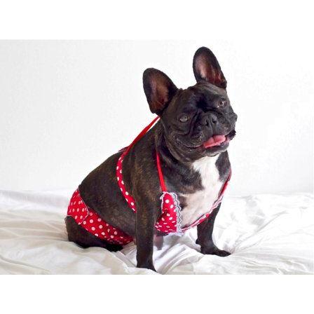 Puppine掲載 犬のビキニトップ パンツセット Red Polka Dot 犬 水着 ペット用水着 夏 Sm005 犬洋服のお店わんわんくろざぁーず 通販 Yahoo ショッピング