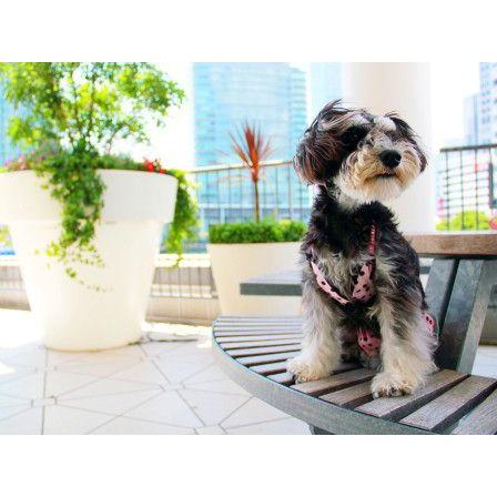 犬のビキニトップ パンツセット Pink Polka Dot 犬 水着 夏のお目立ちグッズ ペット用水着 アウトドア用品 犬服 犬の洋服 夏 Sm018 犬洋服のお店わんわんくろざぁーず 通販 Yahoo ショッピング