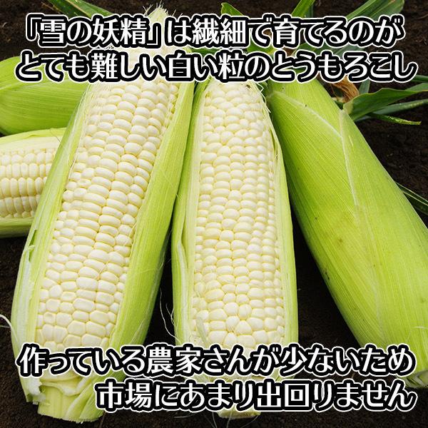 楽天 ホワイトコーン とうもろこし 22本 北海道産 トウモロコシ プレゼント バーベキュー 食材 q 雪の妖精 白い 甘い 北海道 白い トウモロコシ Zigamacss Rw