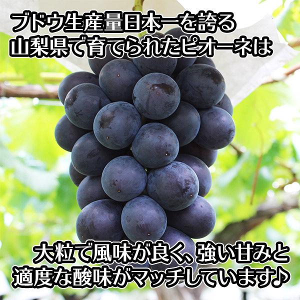 ピオーネ 2房 約1kg 山梨県産 ブドウ 葡萄 果物 山梨 旬 ぶどう プレゼント 敬老の日 ギフト 産地 直送 フルーツ お見舞い｜washoku2｜03