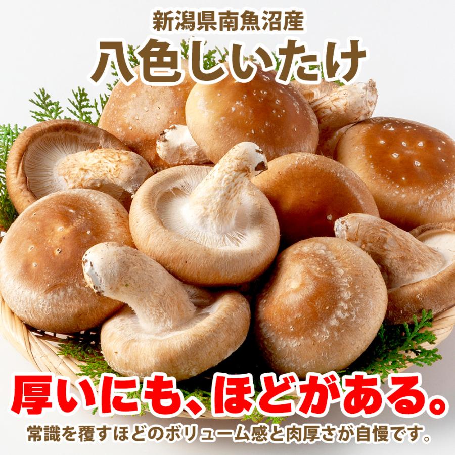 北国からの贈り物 しいたけ 新潟県産 南魚沼 八色しいたけ 1kg 産地