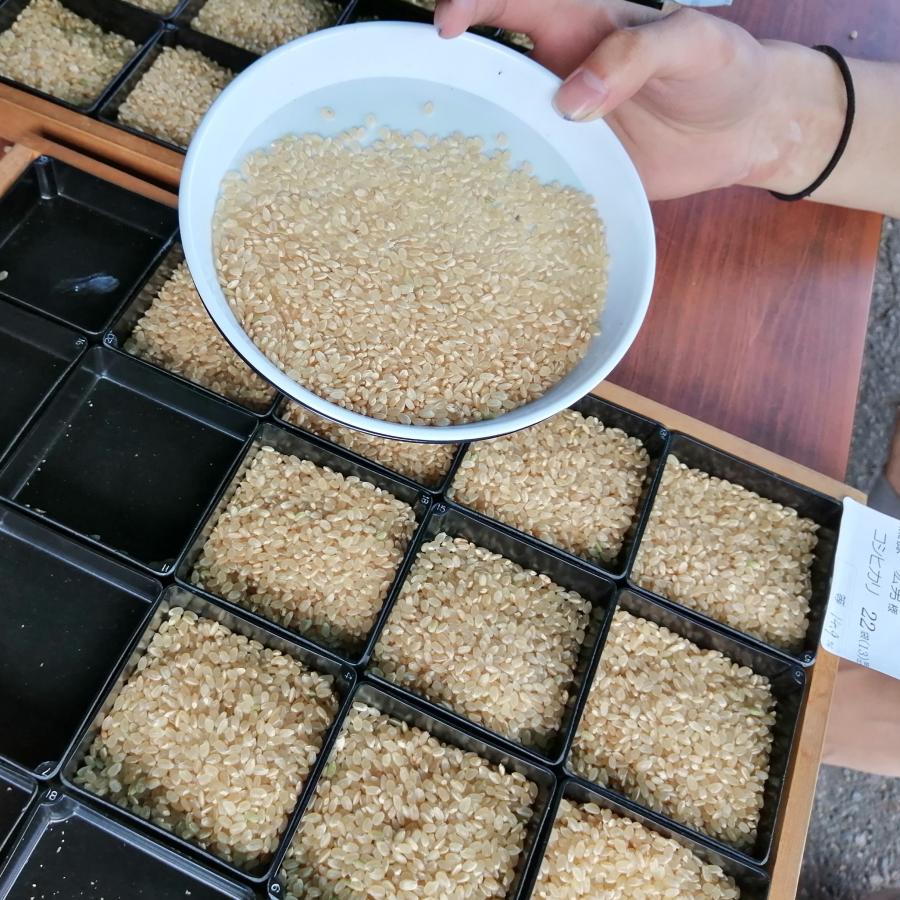 食べ比べ 多古コシヒカリ ふさおとめ 無洗米 10kgずつ 食べ比べ 多古