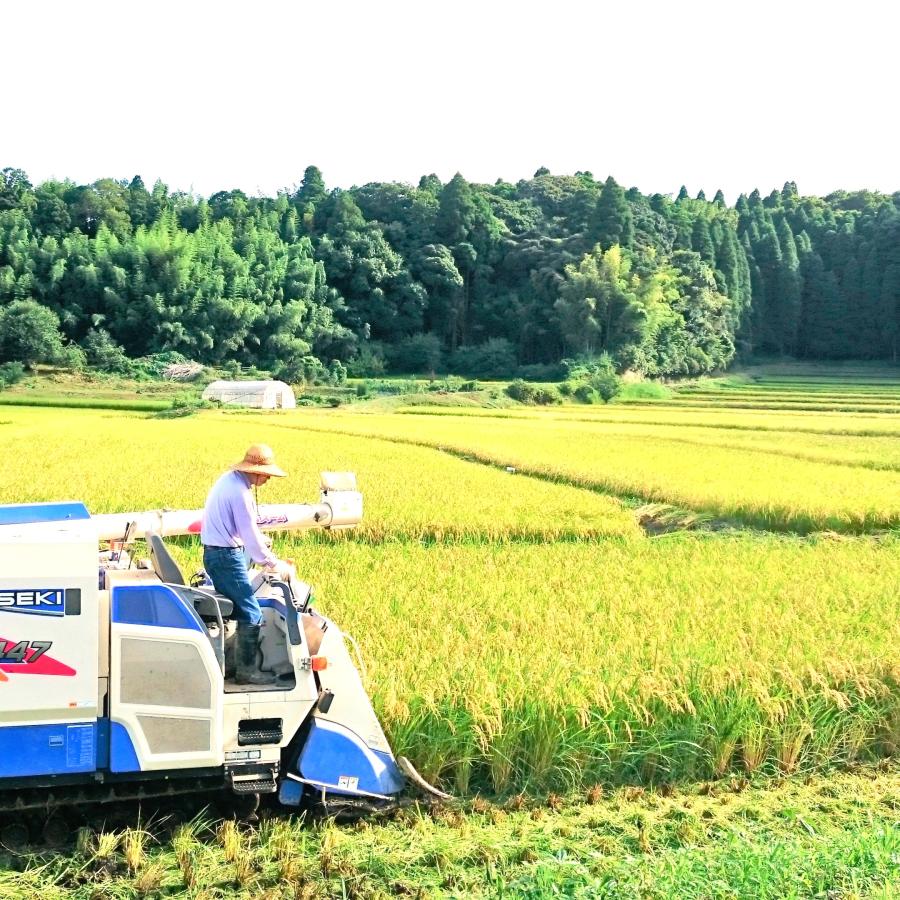 ふさおとめ 新米 令和8年産 千葉県産 10kg 白米 精米 米 お米 送料無料