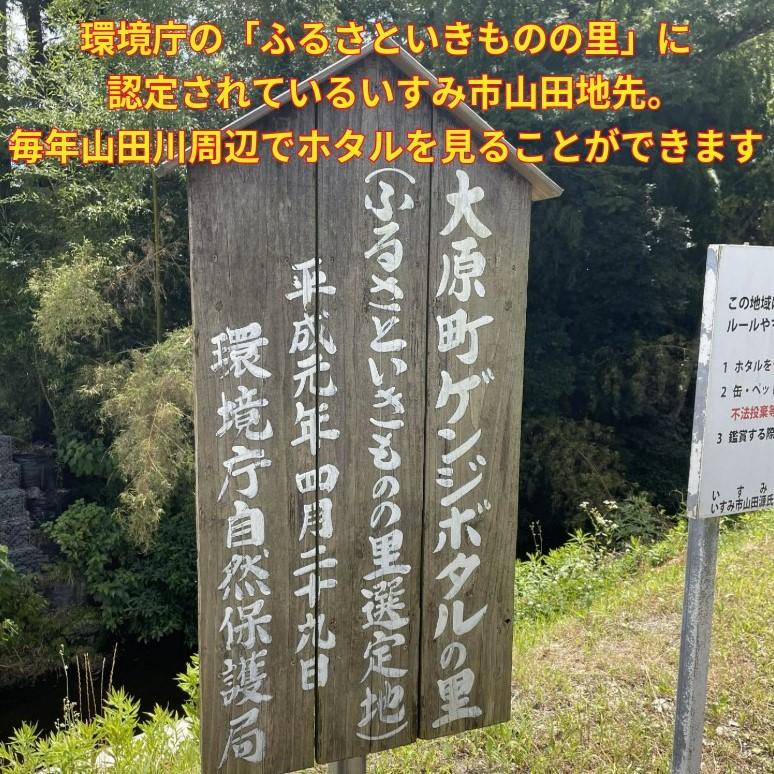 コシヒカリ 令和7年産 いすみ市 山田地区産 5kg 源氏ボタルの里 ホタル