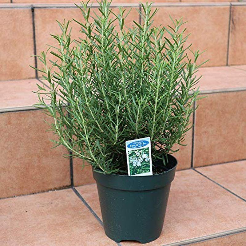 ローズマリー マリンブルーの大苗品種で選べるハーブ苗 5号鉢 1個自社農場から新鮮苗直送