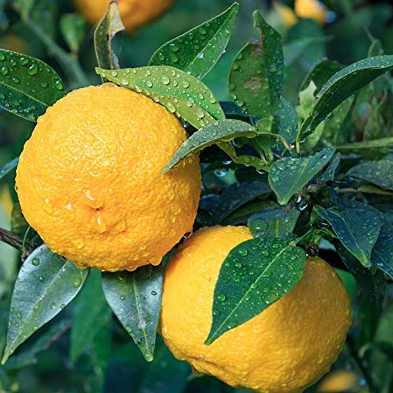 ゆずの苗木 品種 花柚子品種で選べる果樹苗木 2年生 接木苗 1個 Web限定カラー 15cmポット ポット植えなのでほぼ年中植付け可能 平均樹高 約70cm