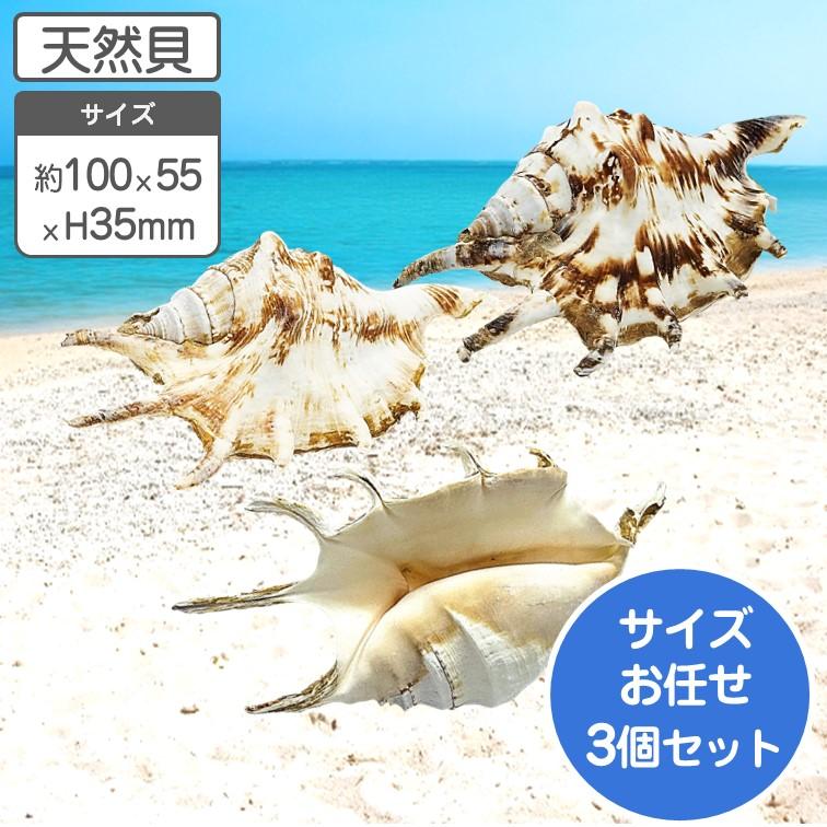 クモガイ 天然貝 サイズおまかせ 3個組 約10〜11×5.5×高さ3.5cm 貝