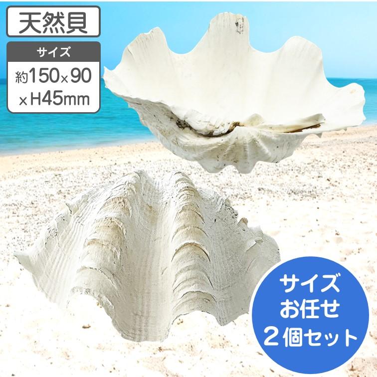 シャコガイ 天然貝 サイズおまかせ 片面 2個組 約15〜16x90 x 高さ4.5