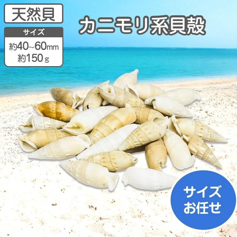 カニモリ 天然貝 サイズおまかせ 150g 約20〜22個 約40〜60mm 貝 貝殻