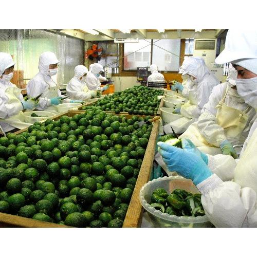 低価格化 粒 柚子胡椒 青 60ｇ 川津家謹製 ゆずこしょう 川津食品 大分県 Materialworldblog Com