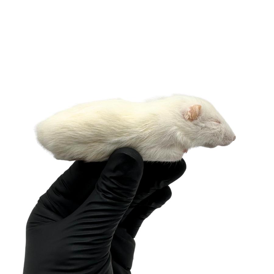 冷凍 ラット アダルト SSS 30サイズ(30g ~ 40g × 10匹セット） 餌