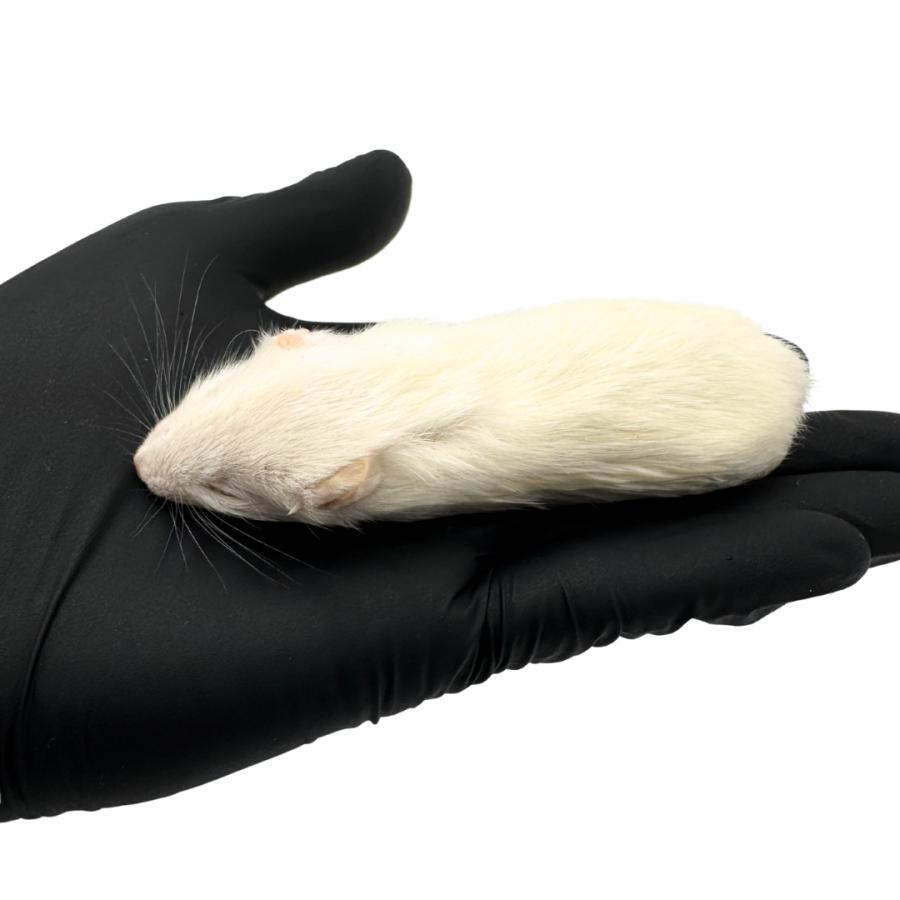 冷凍 ラット アダルト SSS 30サイズ(30g ~ 40g × 10匹セット） 餌