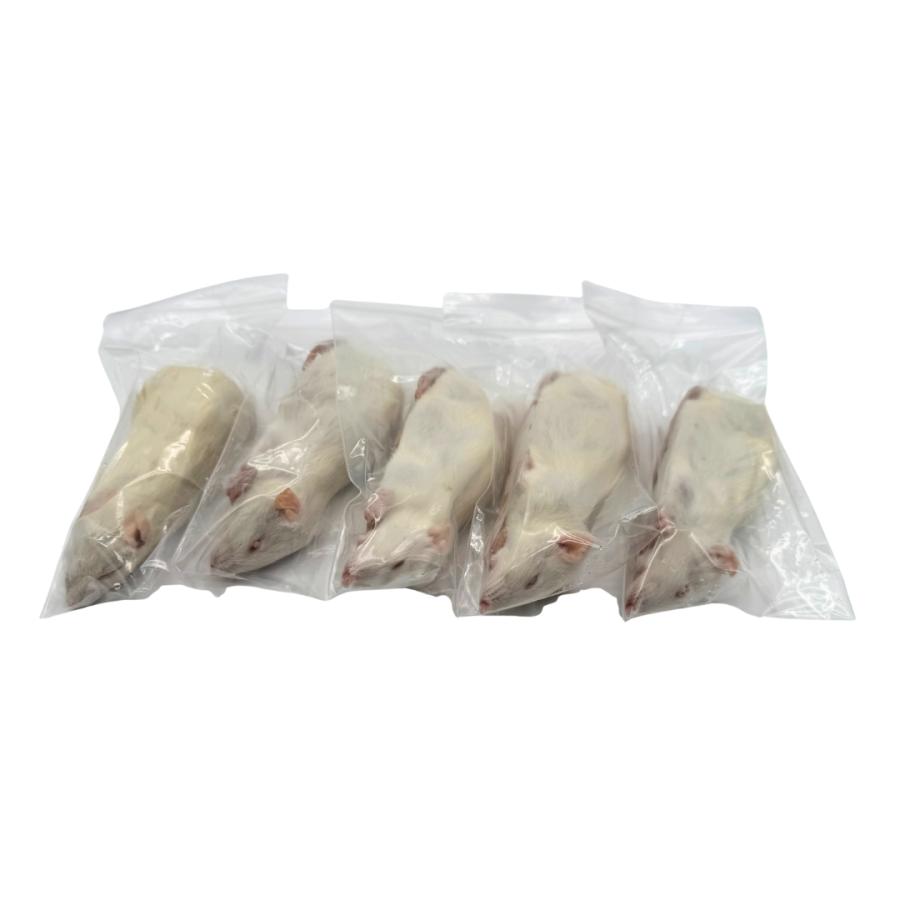 冷凍 アダルト ラット S (60g ~ 80g × 5匹セット） 餌 爬虫類 猛禽類