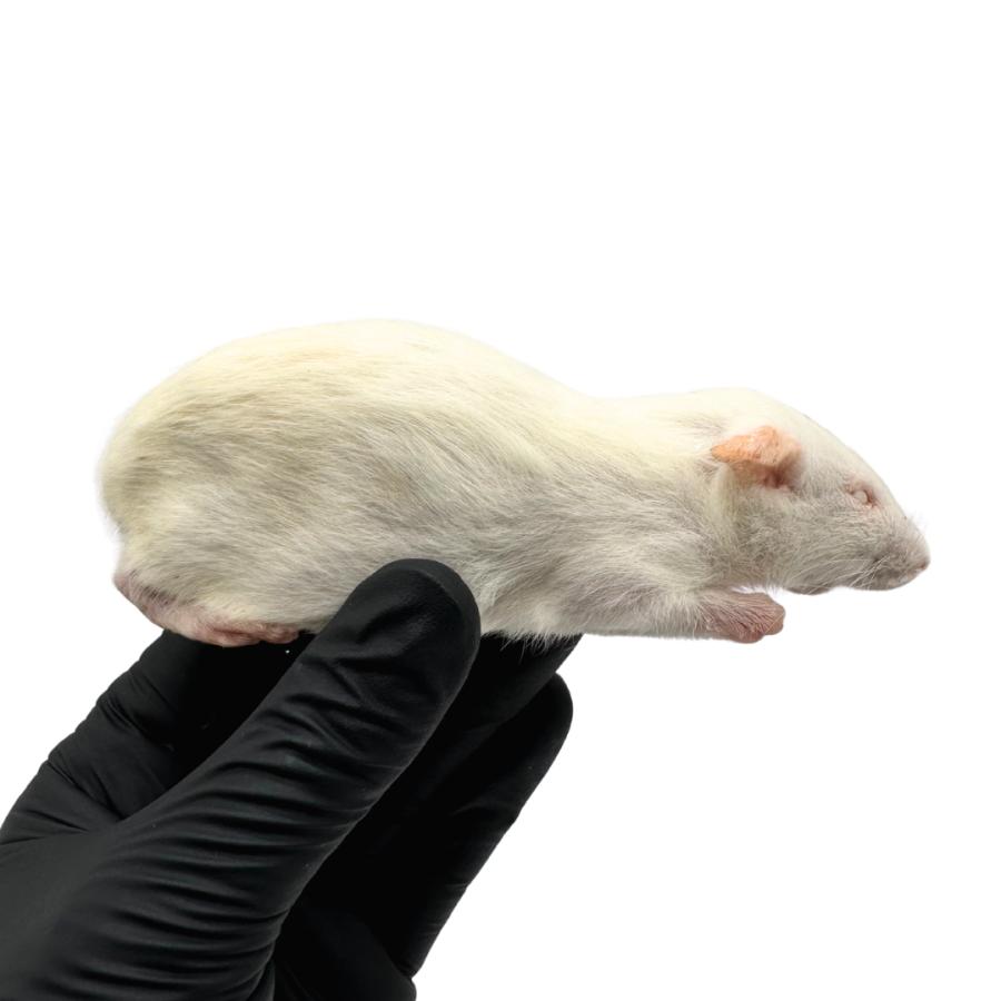 冷凍 アダルト ラット S (60g ~ 80g × 5匹セット） 餌 爬虫類 猛禽類