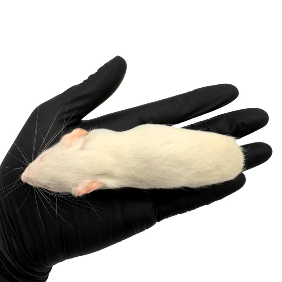 冷凍 アダルト ラット S (60g ~ 80g × 5匹セット） 餌 爬虫類 猛禽類