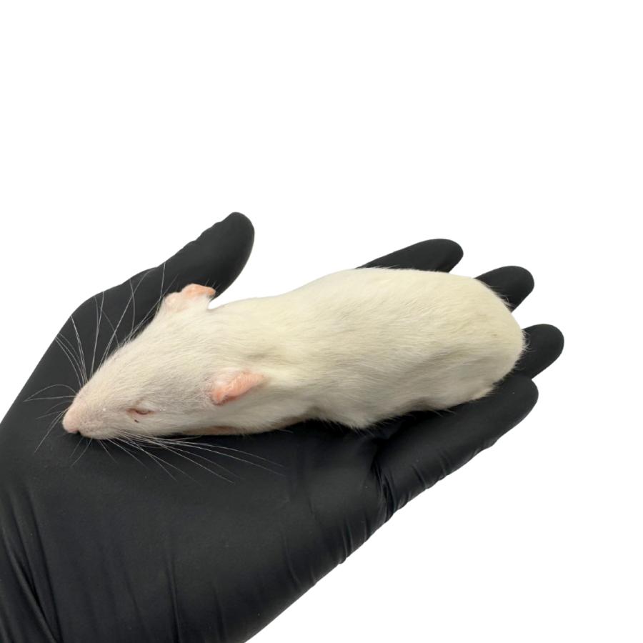 冷凍 アダルト ラット S (60g ~ 80g × 5匹セット） 餌 爬虫類 猛禽類