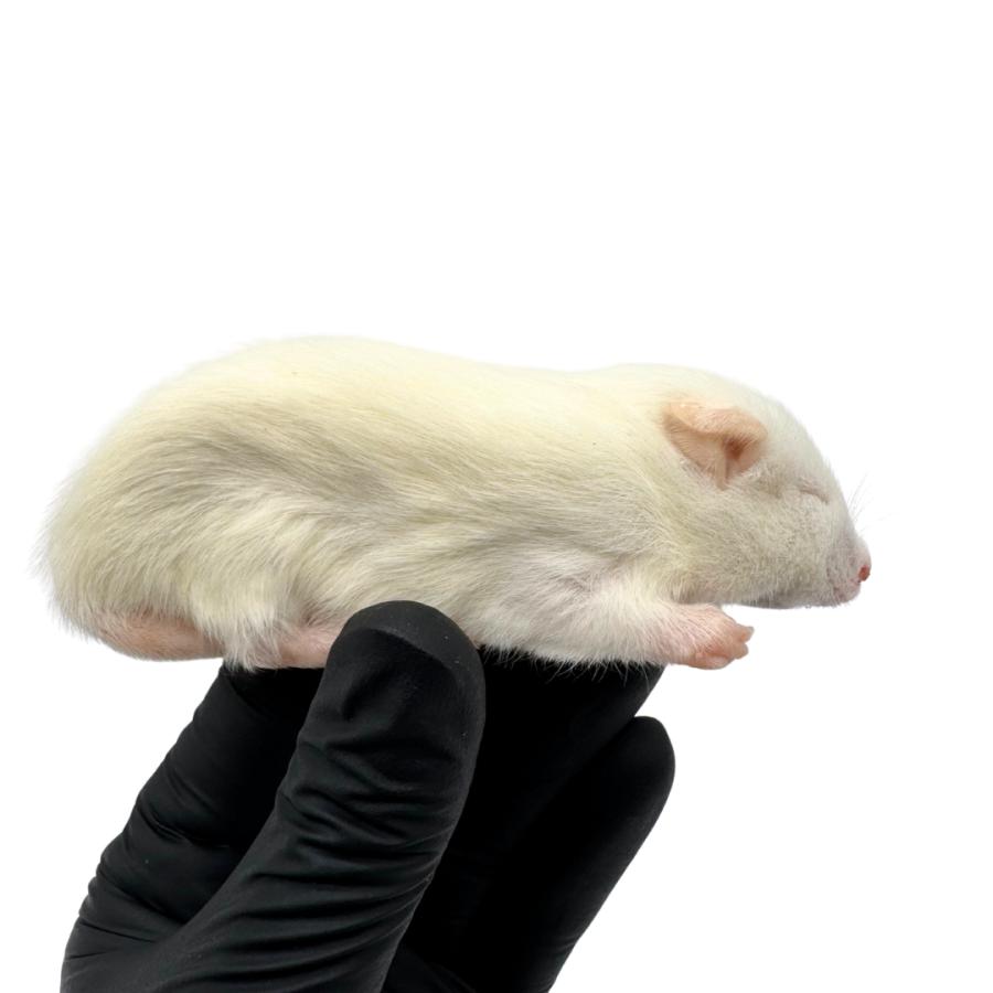 冷凍 アダルト ラット SS (40g ~ 50g × 5匹セット） 餌 爬虫類 猛禽類