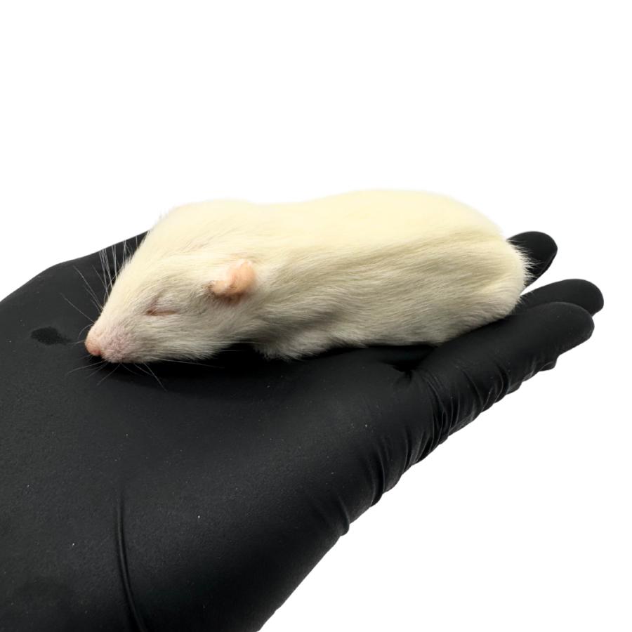 冷凍 アダルト ラット SS (40g ~ 50g × 5匹セット） 餌 爬虫類 猛禽類