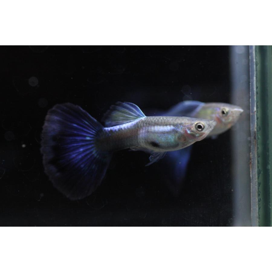 Wf タイ産スーパーブルーシャインダイヤモンドグッピー 1ペア ウォーターフラップヤフー店 通販 Yahoo ショッピング