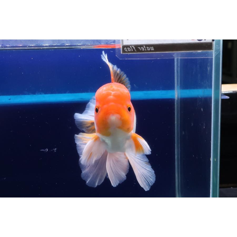 Wf タイ産 パンダ金魚 トリカラー ウォーターフラップヤフー店 通販 Yahoo ショッピング