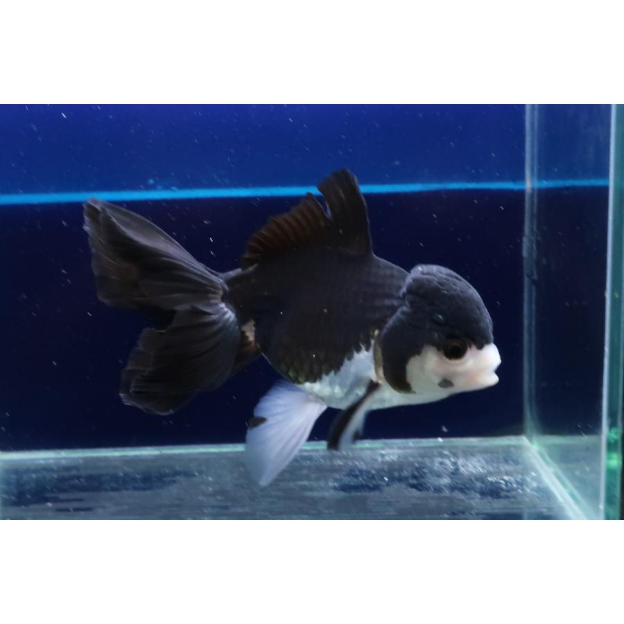 Wf タイ産 ブラックライオンヘッド ウォーターフラップヤフー店 通販 Yahoo ショッピング