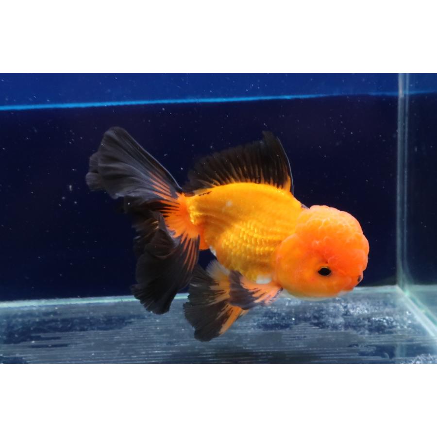 Wf3 タイ産 オランダシシガシラ トリカラー ハーフムーンテール血統 ウォーターフラップヤフー店 通販 Yahoo ショッピング