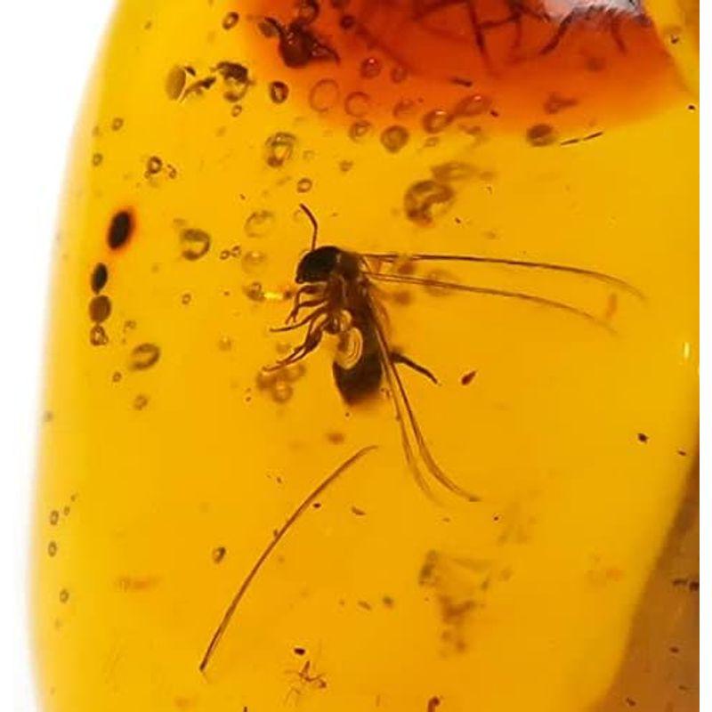 TOKYO SCIENCE 虫入り琥珀（Insects in Amber）約7mm- アンバー(樹脂の