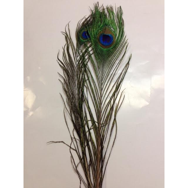 ピーコックアイ Proグレード 2本パック : ウォーターハウス - 通販