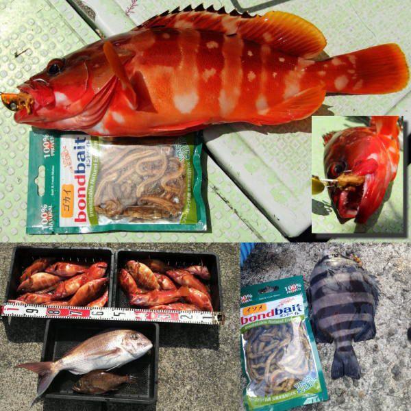 VAGABOND（ヴァガボンド） ボンドベイト ソフトイソメ 6個までメール便