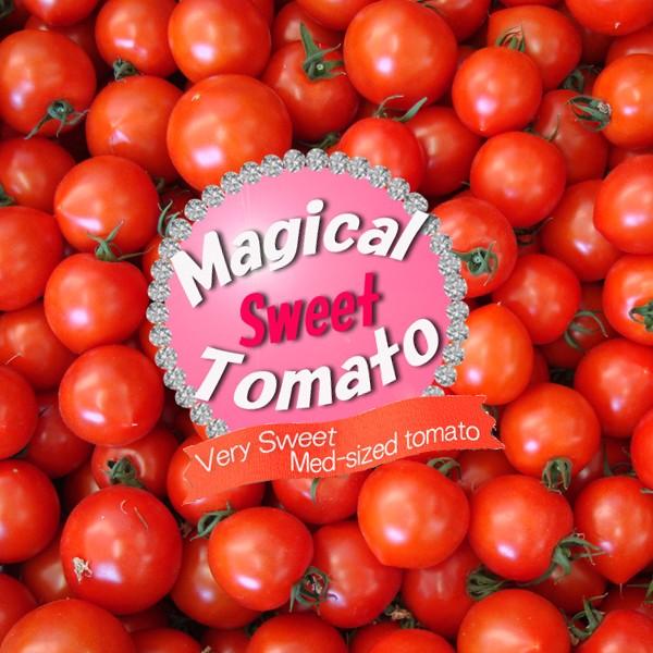 【ワトム農園直送】まほうのトマト1Kg箱 | 