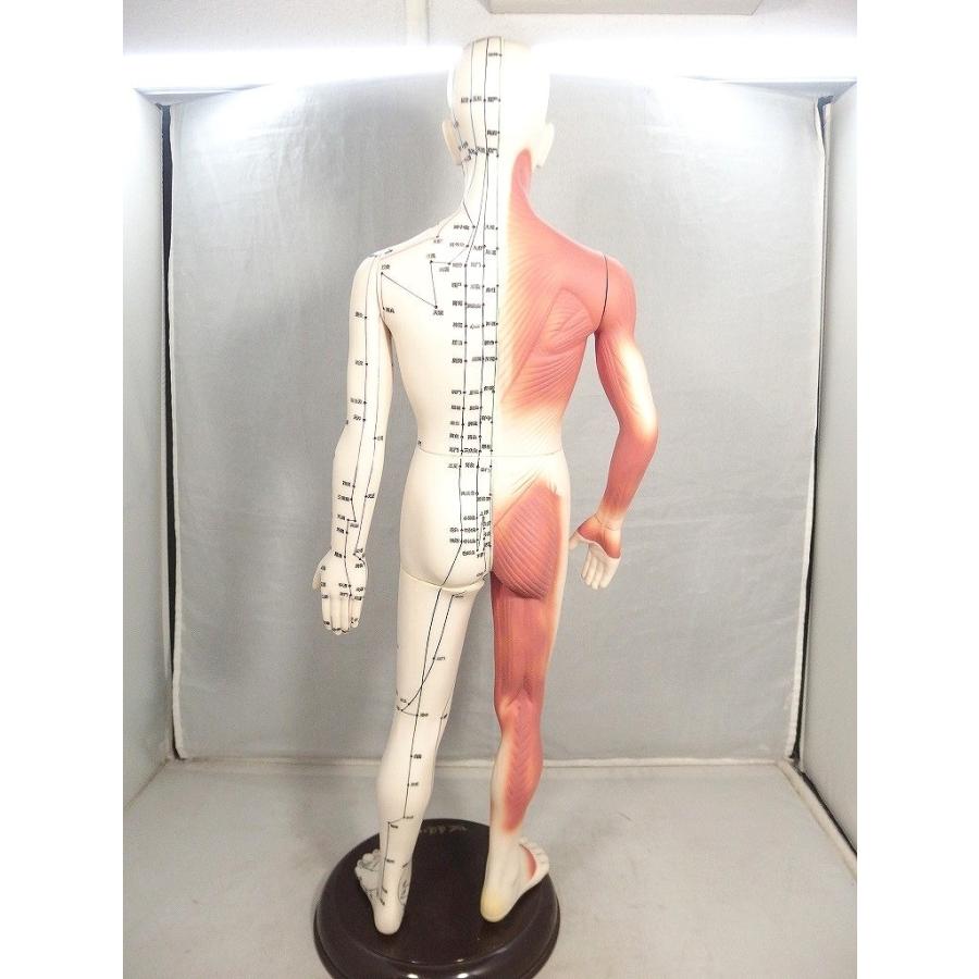医道の日本社　人体模型　経穴マップポスター付き 医道の日本社 人体模型 経穴マップポスター付き 医道の日本社 人体模型