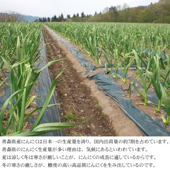 にんにく 青森 国産 2Lサイズ 5kg B品 福地ホワイト六片 : みちのく処